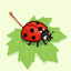 Dotty the Ladybug