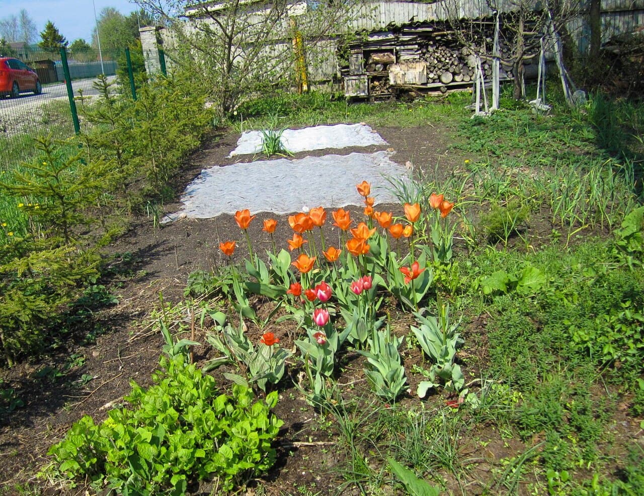 Companion Planting: What to Grow Together (and What to Keep Apart)