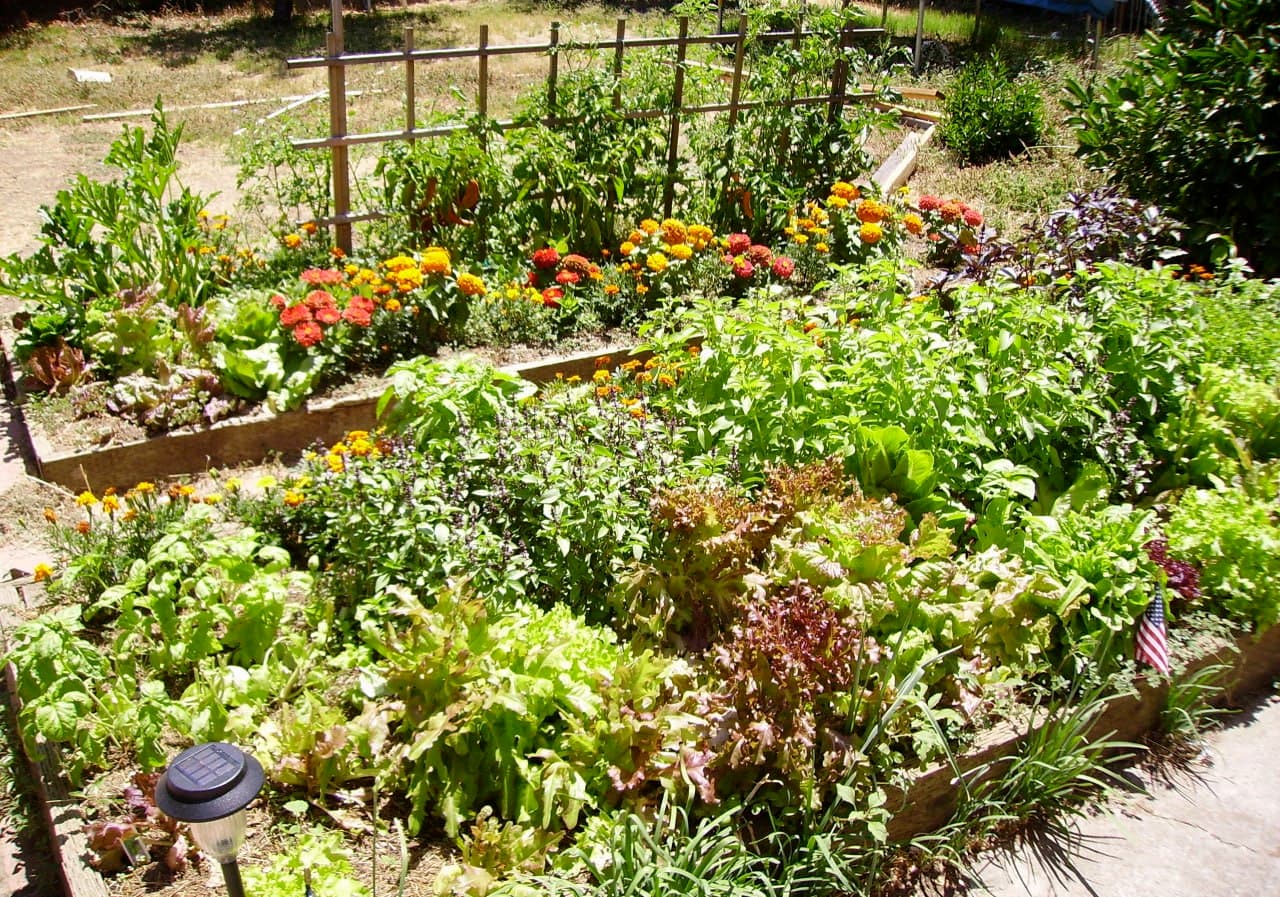 When to Plant Fall Vegetables, by Zone