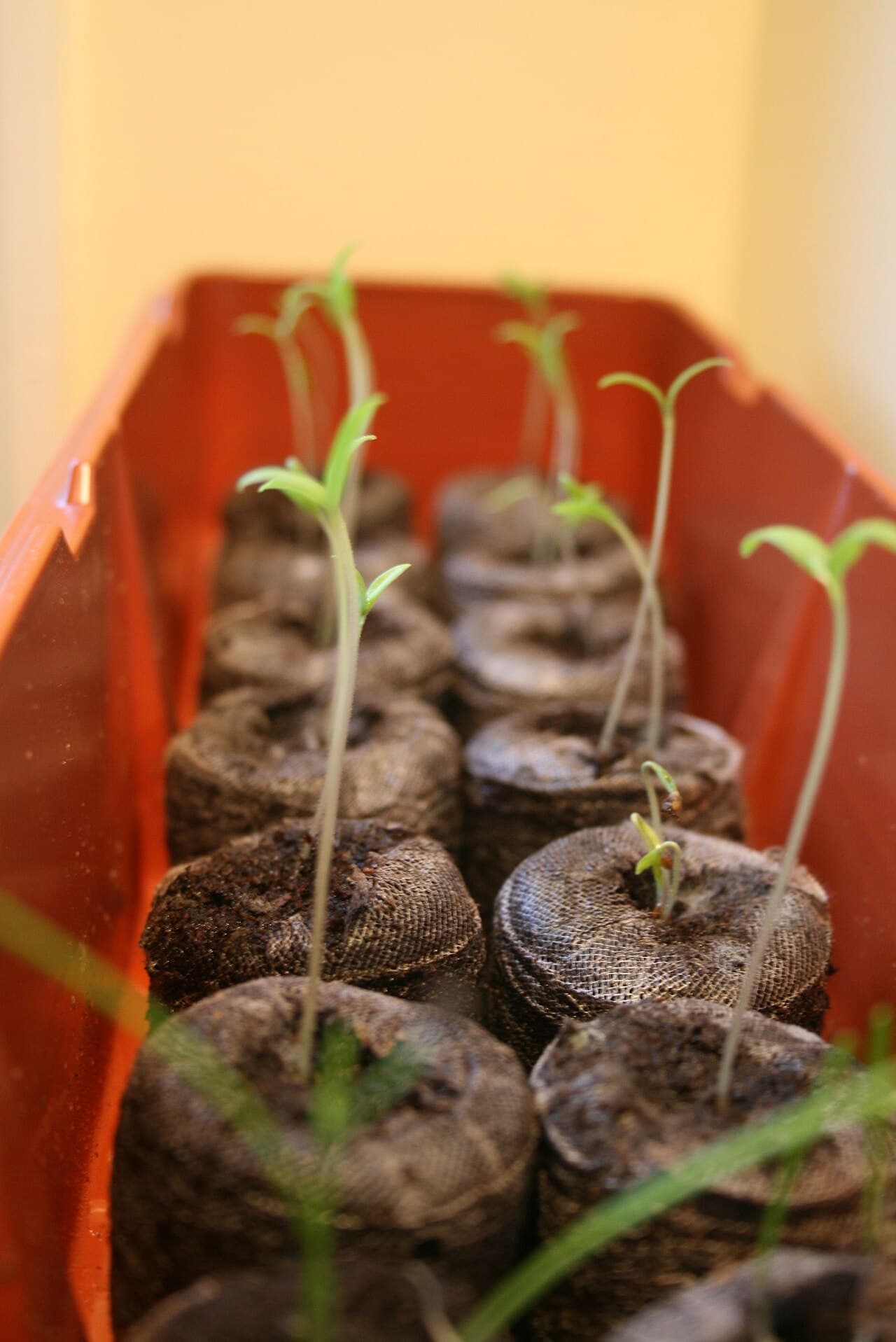 When to Start Seeds Indoors: A Zone-by-Zone Planting Calendar