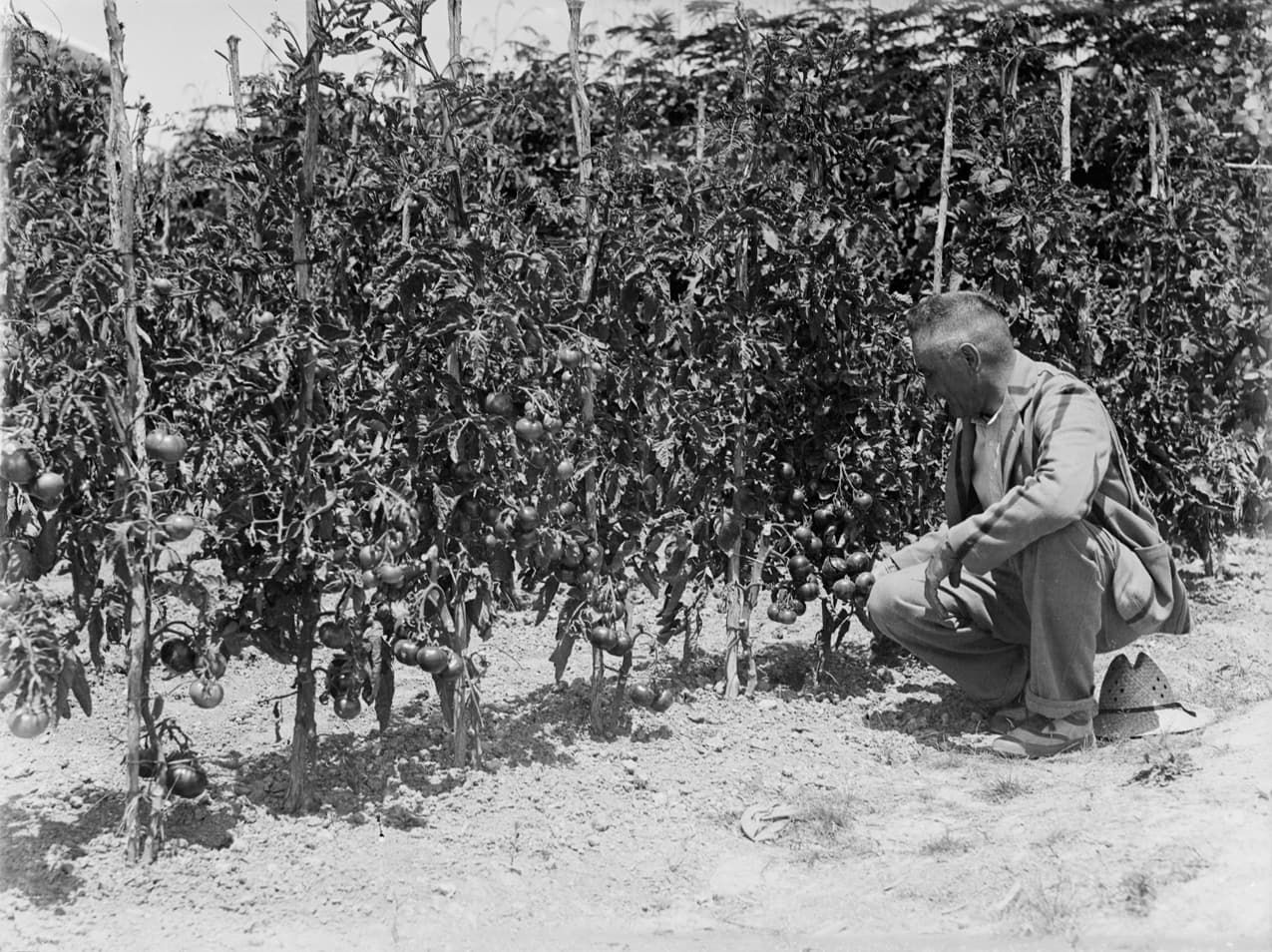 How to Grow Tomatoes: The Complete Guide for Any Zone