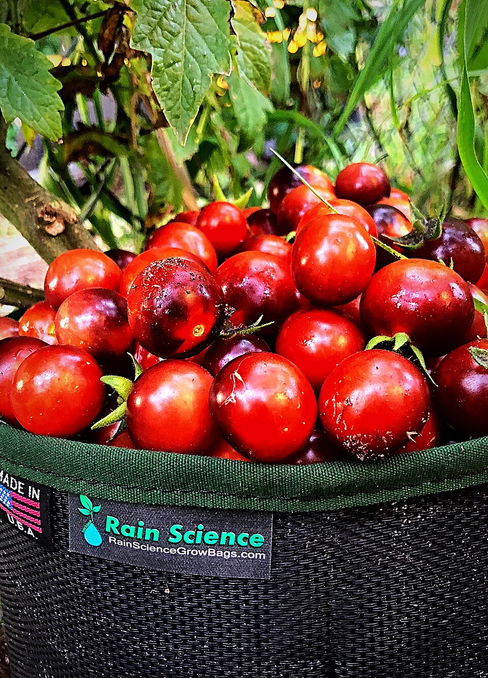 tomatoes growing in an open fabric grow bag