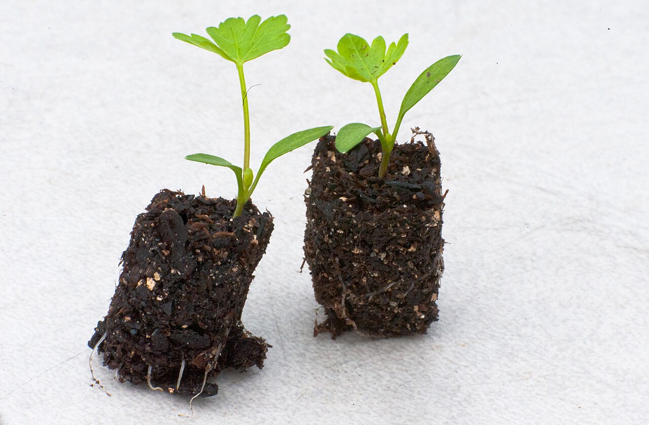 Seed-starting plugs ready in a tray