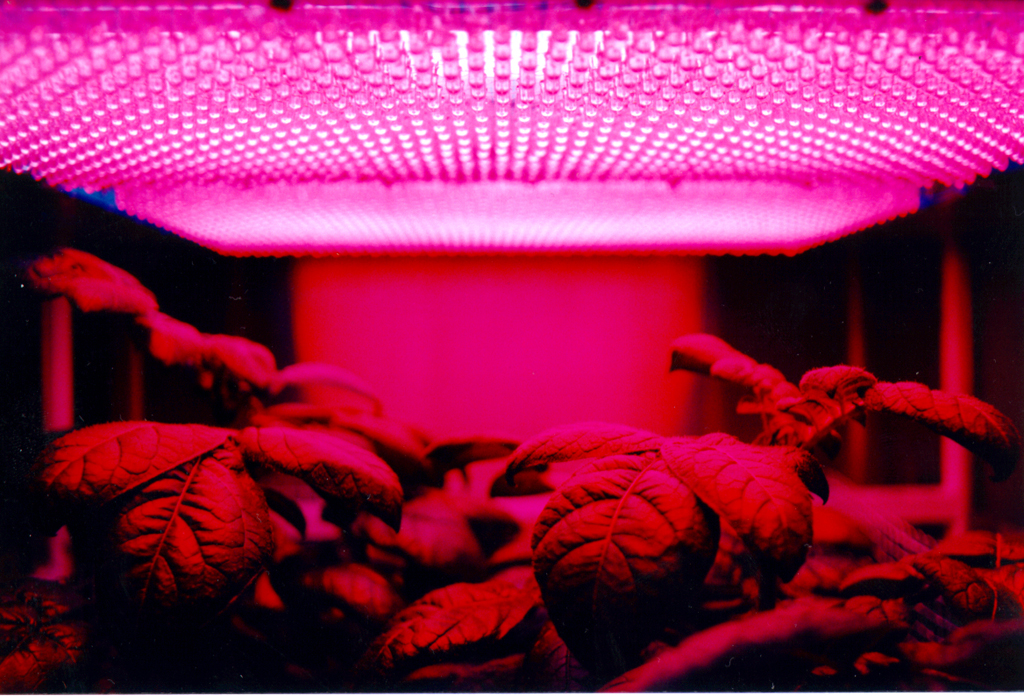 Seedlings growing under a grow light